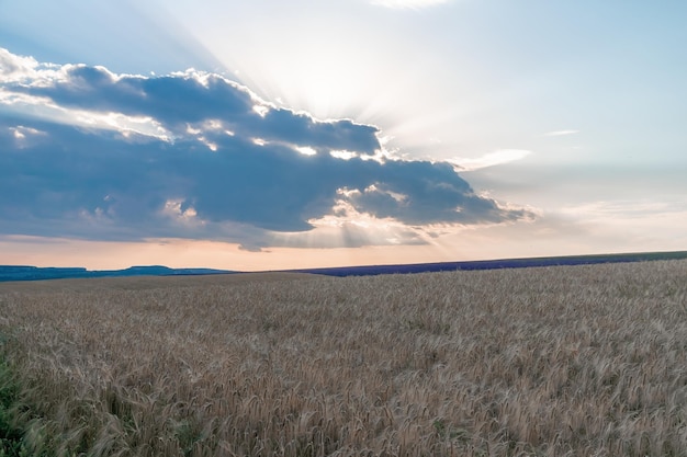 田園地帯の緑の麦畑は、晴れた春の日に風に吹かれて小麦畑をクローズアップ