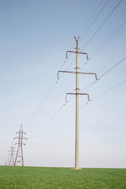 Green wheat Field In Early Spring with electricity towers