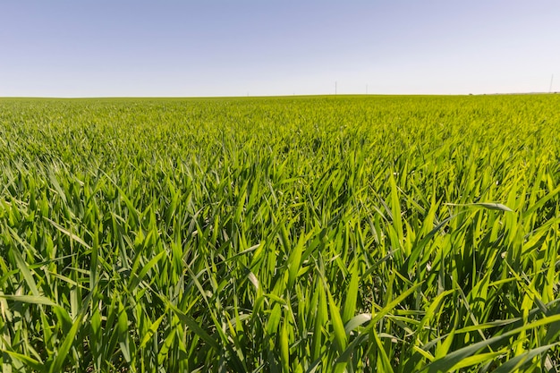 Green wheat field growing