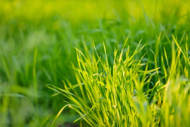 Green wheat field in Indian farm  