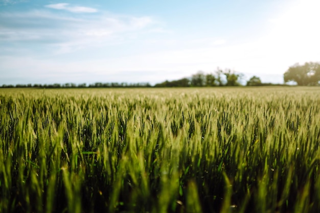 Green wheat field Ripening ears of wheat field Sunset light Nice summer day