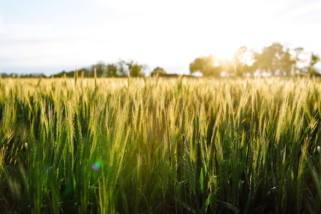 Green wheat field Ripening ears of wheat field Sunset light Nice summer day