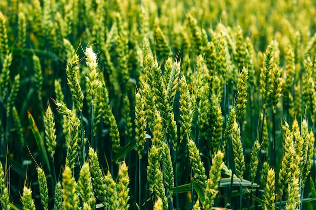 a green wheat field in the summer