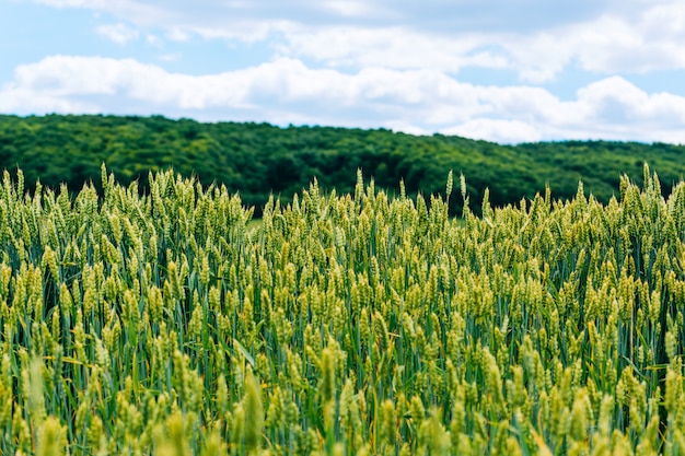 Photo a green wheat field in the summer