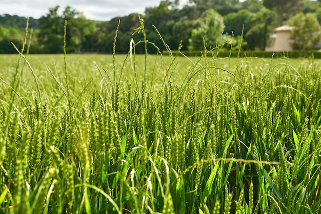 Campo di grano verde e giornata di sole in fattoria agricola