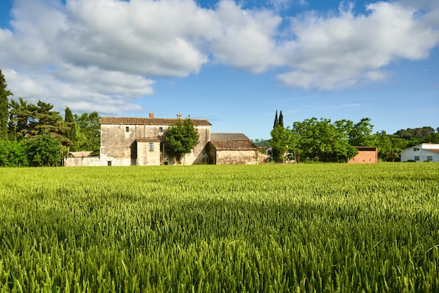 Campo di grano verde e giornata di sole in fattoria agricola