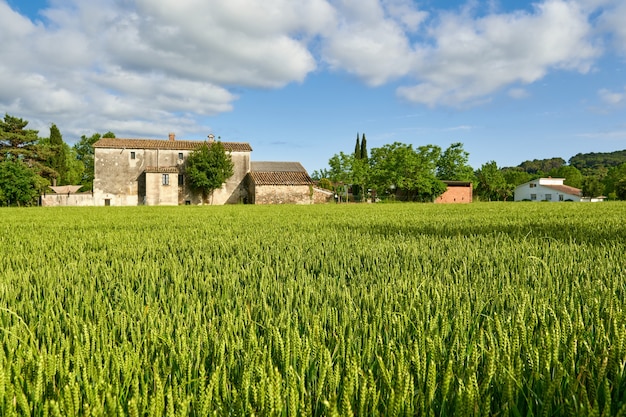 Green wheat field and sunny day at agricultural farm