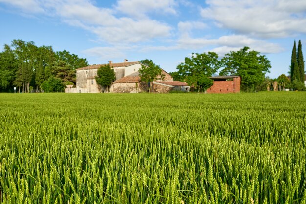 Green wheat field and sunny day at agricultural farm