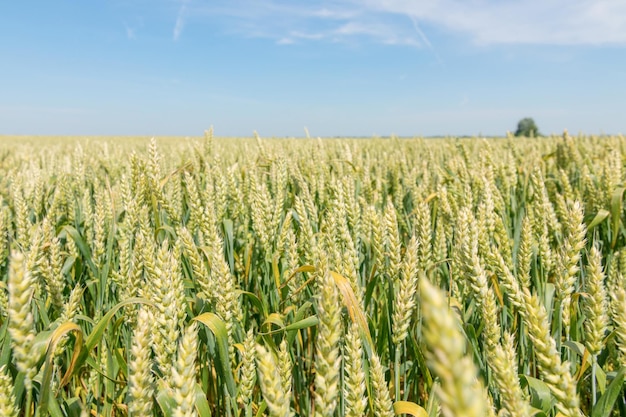 Green wheat field on sunny day.