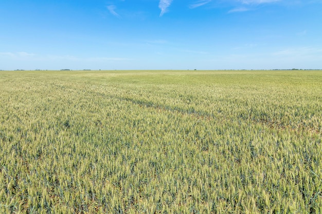 Green wheat field on sunny day.