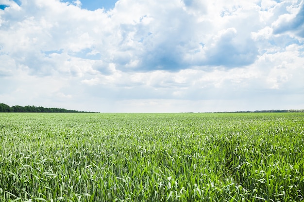 Green wheat field on a sunny summer day