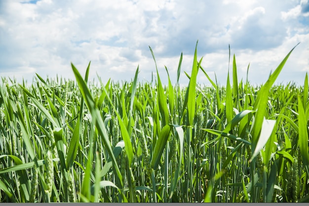 Green wheat field on a sunny summer day