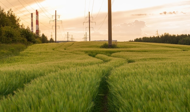 Foto campo di grano verde in una soleggiata giornata estiva