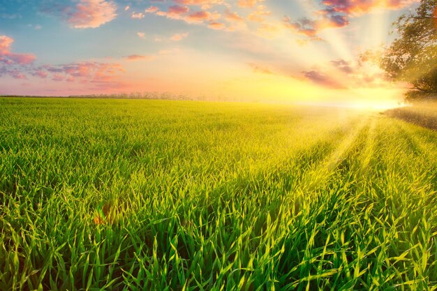 Green wheat field at sunset sun glare grass summer day trees\
sky rows