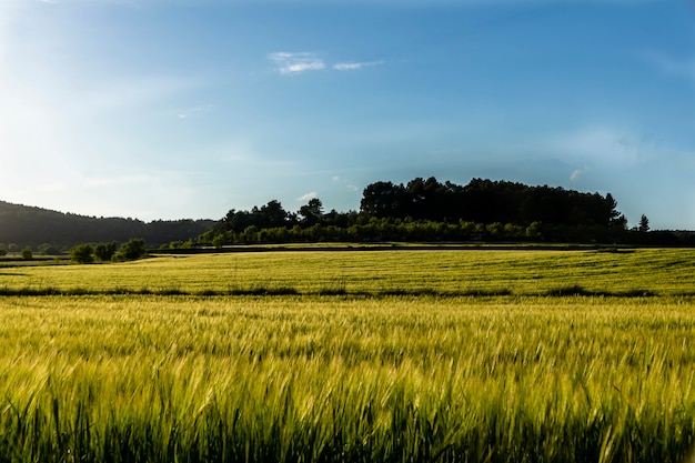 Green wheat field at sunset with blue sky.