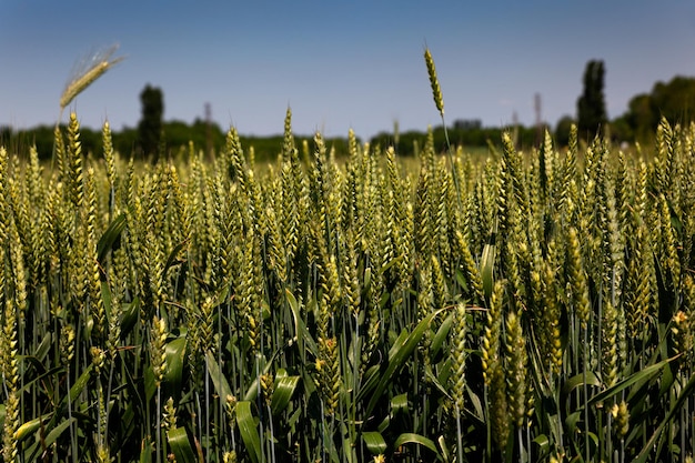 Green wheat field swaying in the breeze under a blue sky in Italy