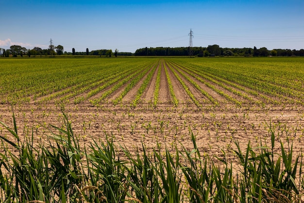 Green wheat field swaying in the breeze under a blue sky in Italy