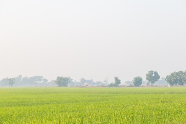 Campo di grano verde con sfondo chiaro del mattino
