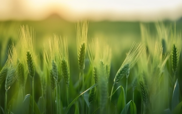 Green wheat field with the sun shining on the horizon