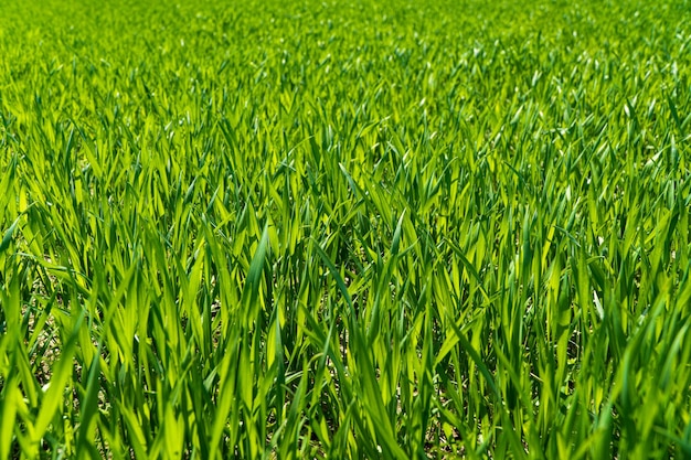 Green wheat field Young green wheat