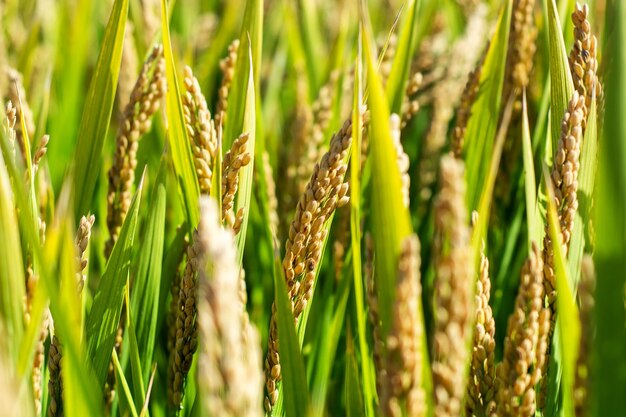 Green wheat field