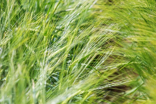 Green wheat field