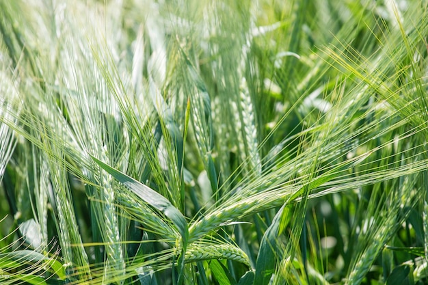 Green wheat field