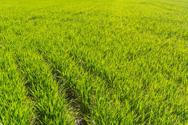 Green wheat field