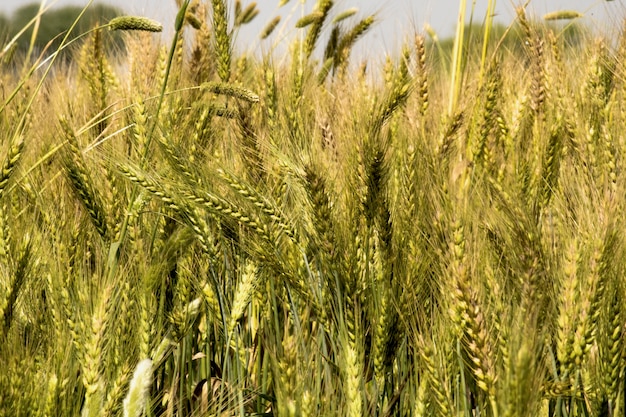 Green wheat field