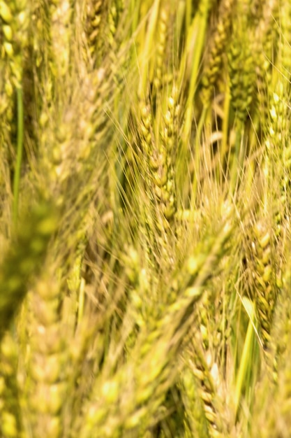 Green wheat field