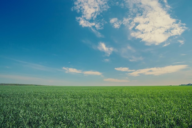 Green wheat field