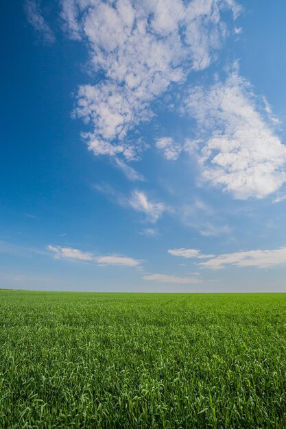 Green wheat field