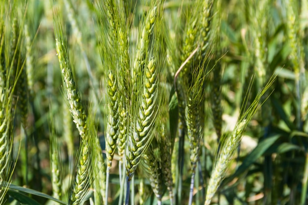 Green wheat fields in the Argentine Pampa