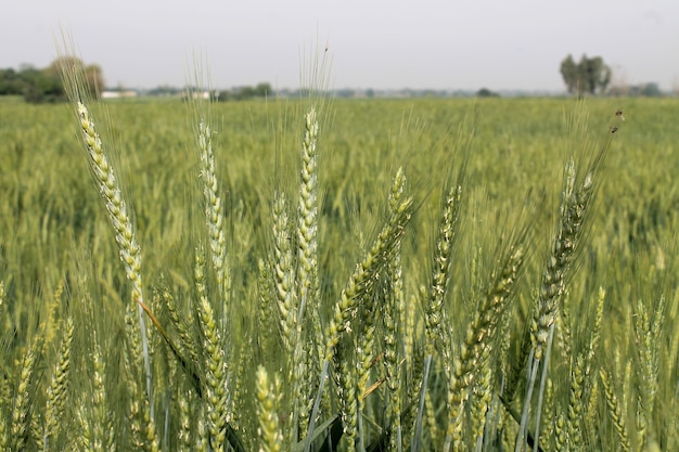 緑色の小麦の畑