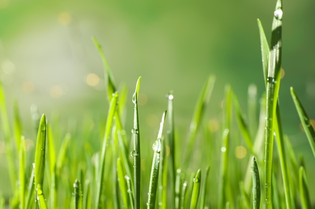 Green wheat grass with dew drops on blurred background closeup