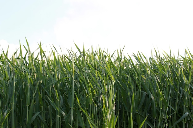 Green Wheat Growing In A Field