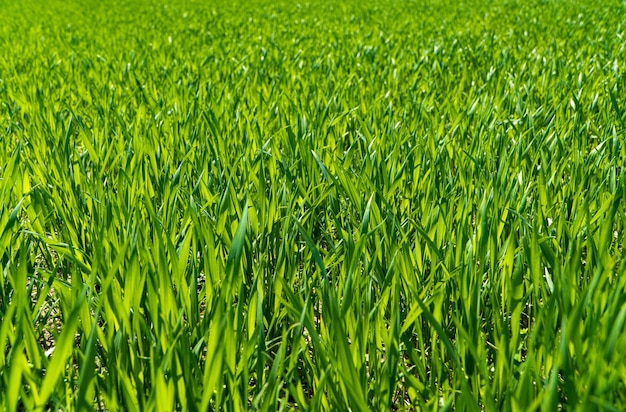 Green wheat growing in soil Sprouts of rye Agricultural rural background