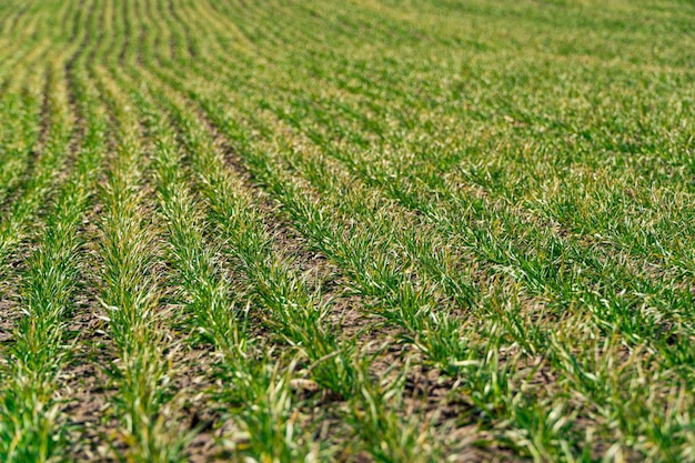 Green wheat grows in rows in the field in early spring Spring farming concept Cultivation of plant