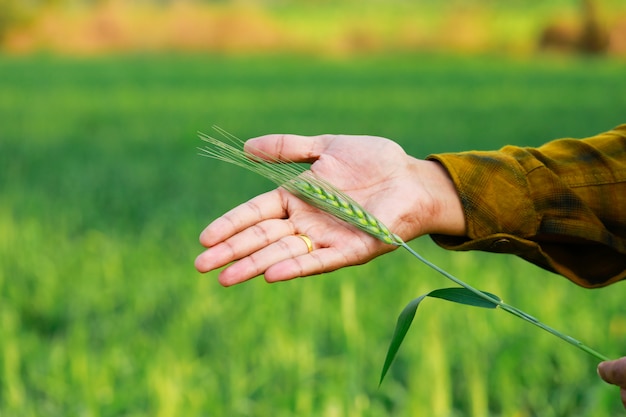 Green wheat in hand over wheat field