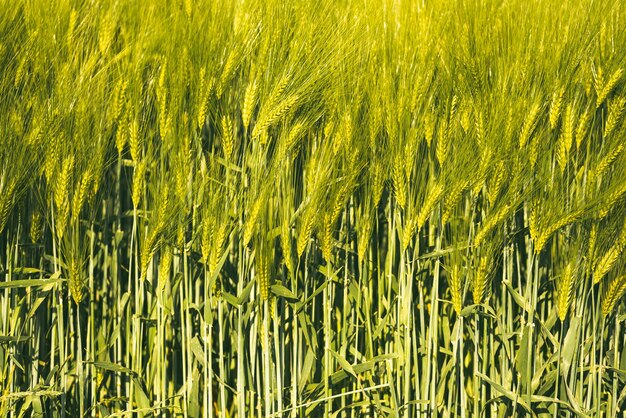 Фото Зеленая пшеница на поле весной выборочный фокус неглубокий фон dof
