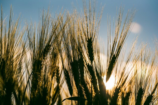 Фото Зеленая пшеница на поле весной выборочный фокус неглубокий фон dof
