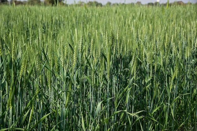 Green wheat at organic farm field