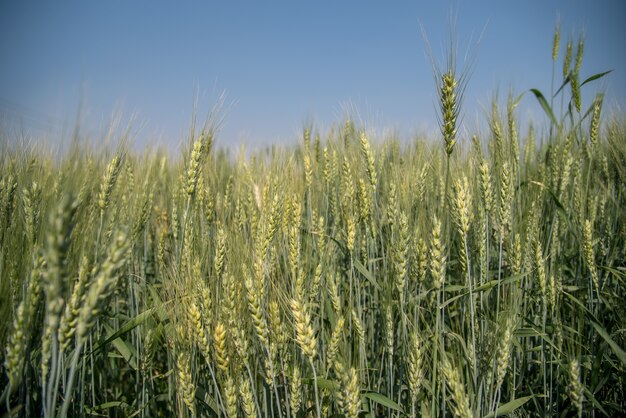 Green wheat at organic farm field