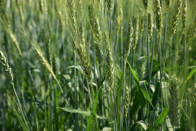 Green wheat at organic farm field