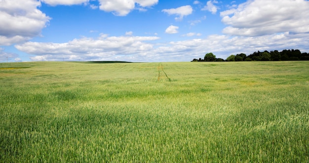 Grano verde o segale che cresce nei campi agricoli, producendo cibo