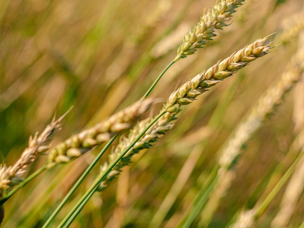 Green wheat spikelets ripening in Ukrainian field on sunny day Global food crisis concept World's hunger danger