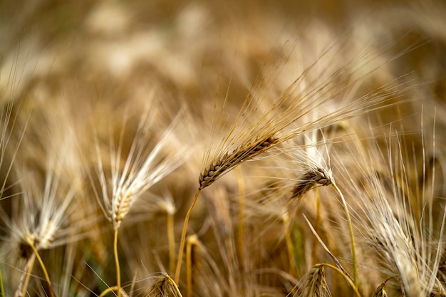 Green Wheat spikes field moved by wind