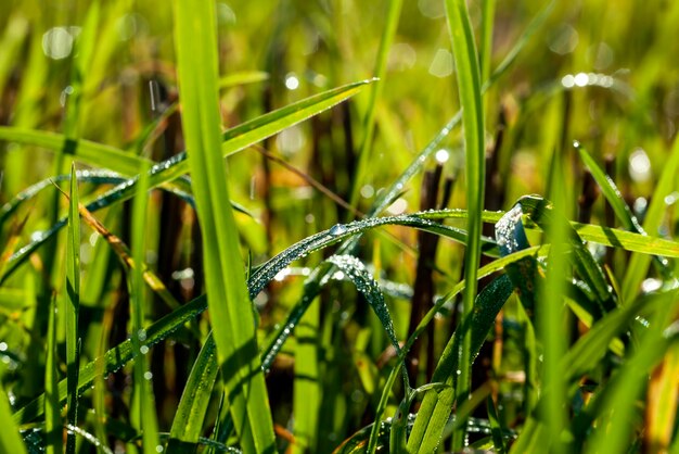 Green wheat sprouts in a field with dew drops