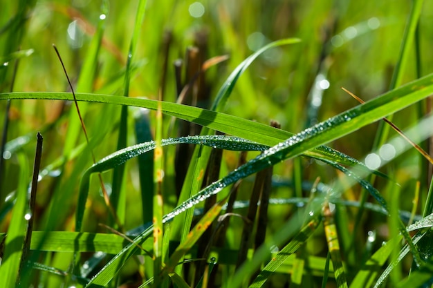 Green wheat sprouts in a field with water drops after rain