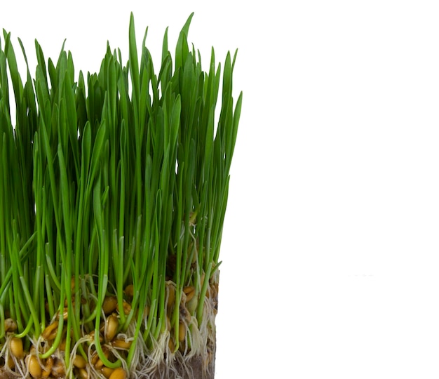 Green wheat sprouts isolated on white background Microgreens of fresh wheat with copy space